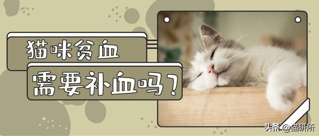 猫咪贫血是什么原因（贫血不是病严重了要喵命）(1)